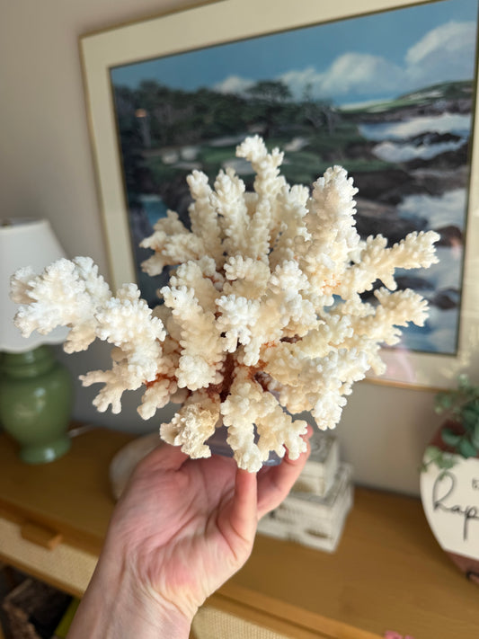 Natural Coral - Large